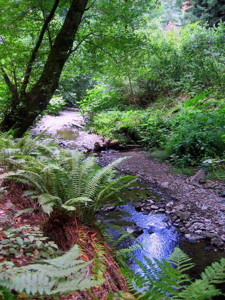 Muir Woods stream