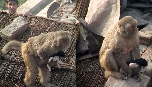 Monkky love