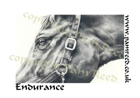 Endurance - study of an equine