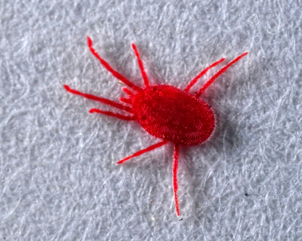 Red thing