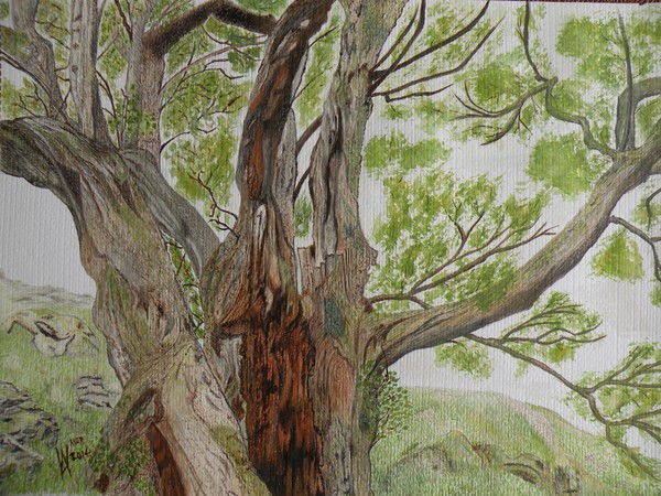 Just another old Beech Tree