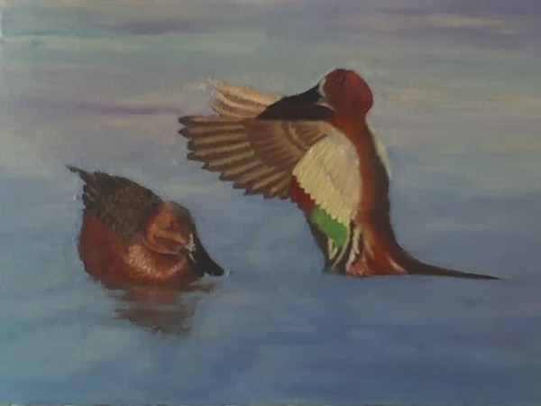 Cinnamon Teal Ducks