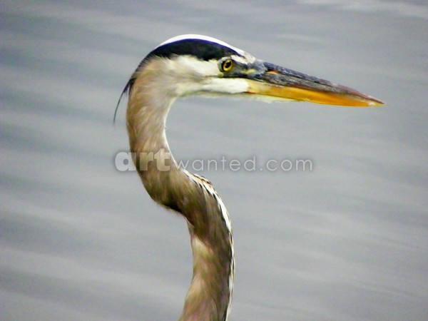 GREY HERON