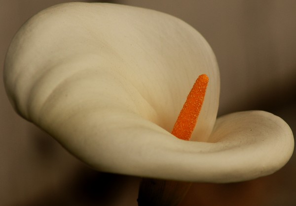 Lily