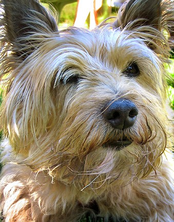 Buster