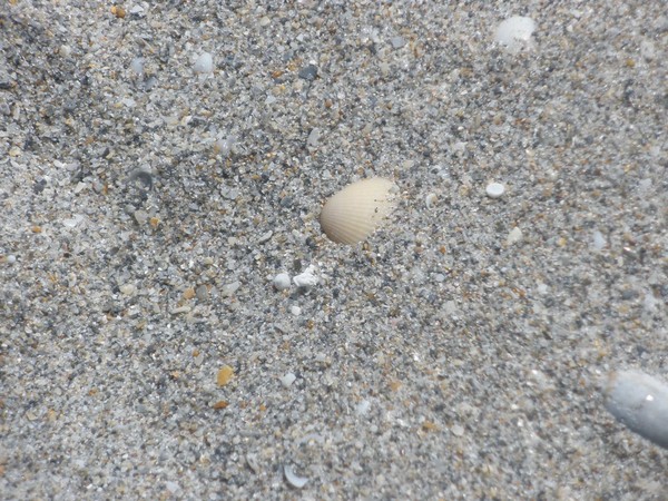 The Florida Sand