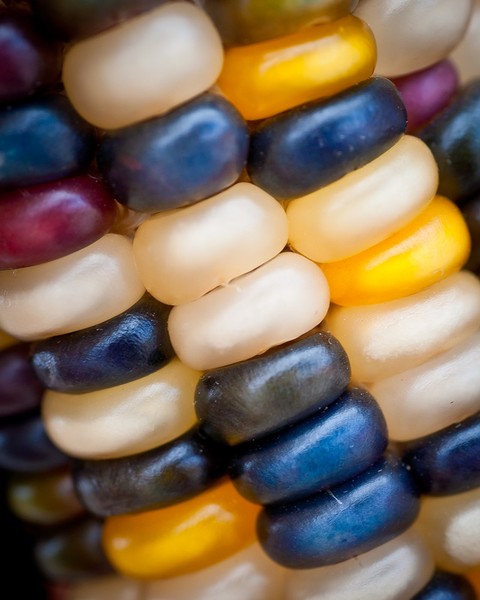 Indian Corn