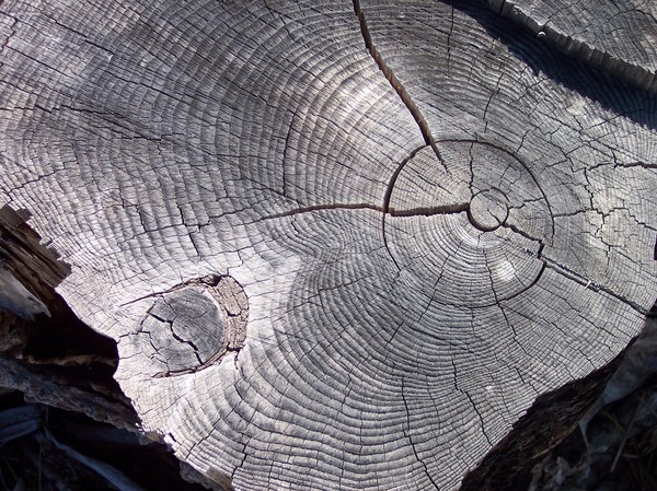 Navarro Driftwood 1