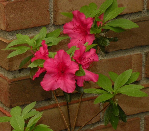 azalea with brick