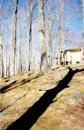 tree