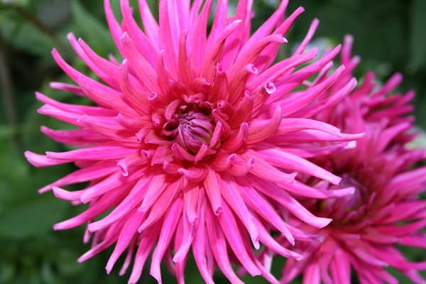 Pink Dahlia