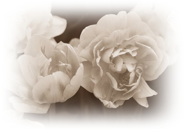 Peony Tulip in Sepia