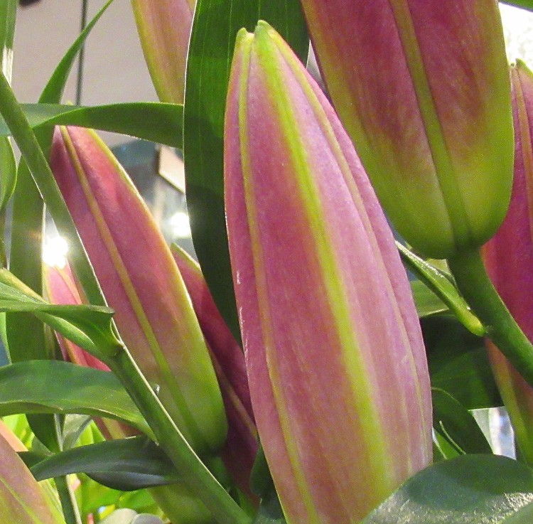 BUDS OF LILIES