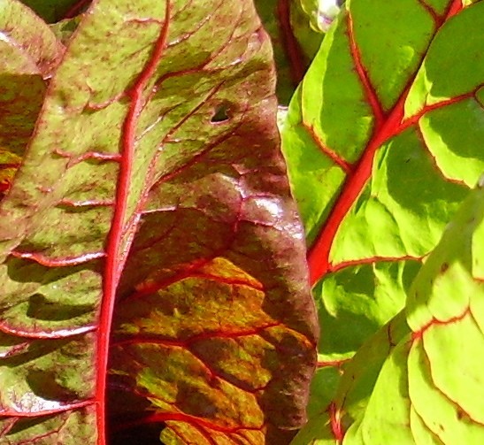 RHUBARBA