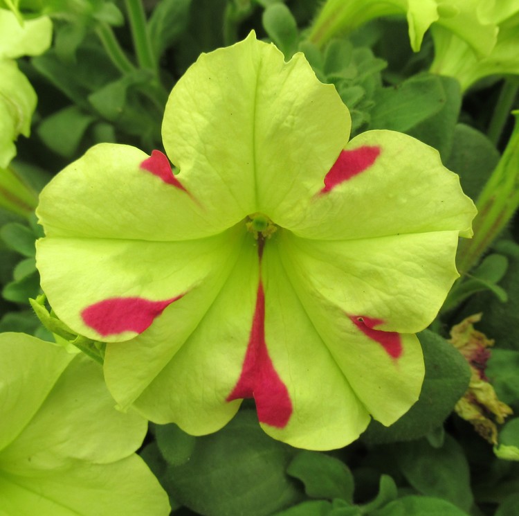 A NEW SPECIES OF PETUNIA