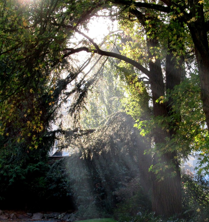 DIVINE RAYS