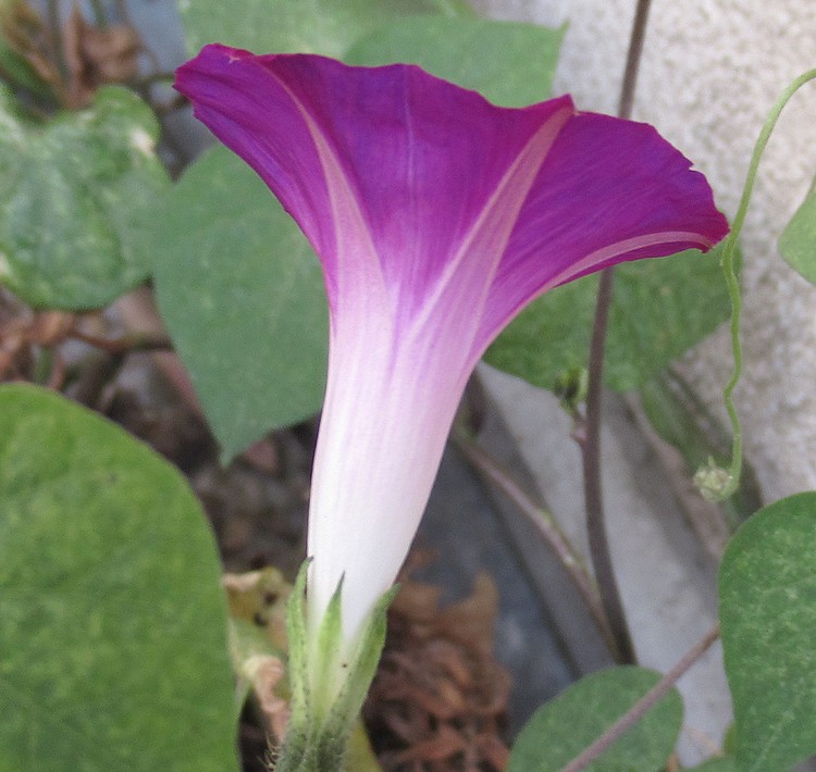 SPLEEPING MORNING GLORY