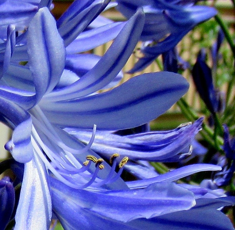 AGAPANTHUS