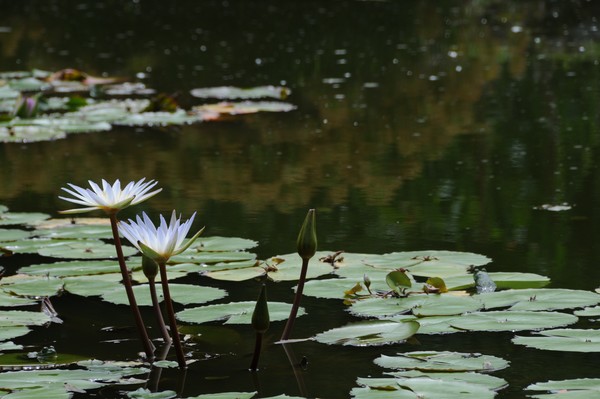 waterlily pond with frog sitting on a pad