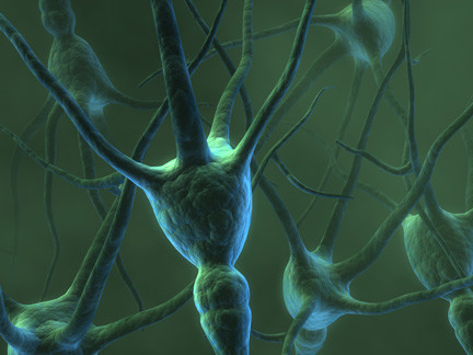 Brain Neuron