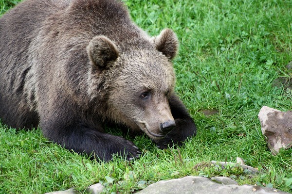 Bear