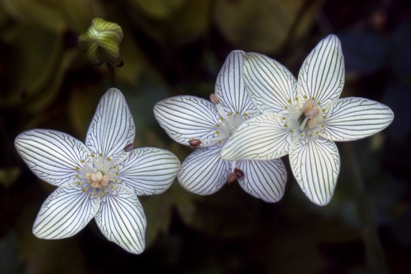 Grass of Parnasuss Flowers 