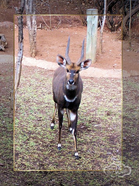 Bosbok ram