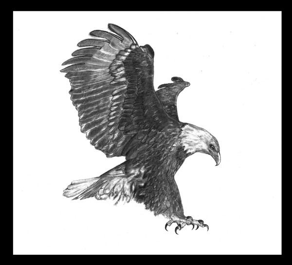 hawk