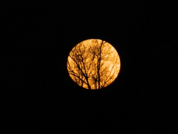 Moon Tree 1