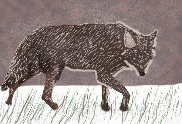 Coyote