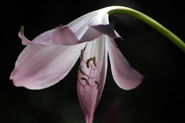 Pink flower