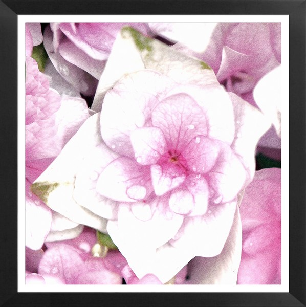 pink flower