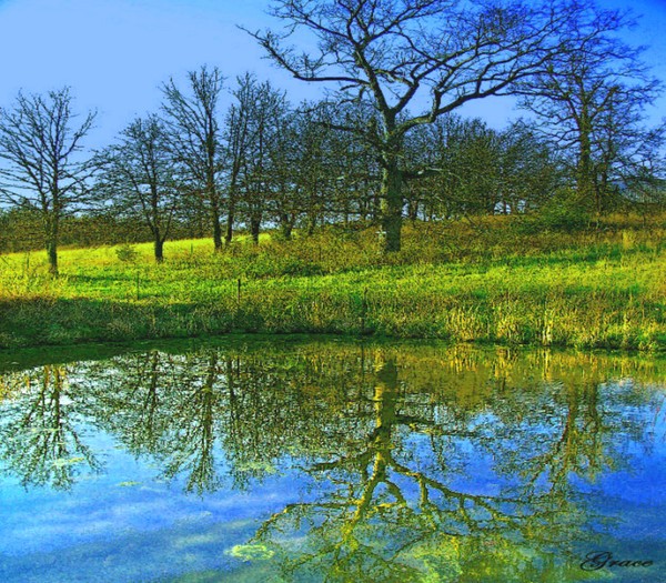 Springtime at the Pond