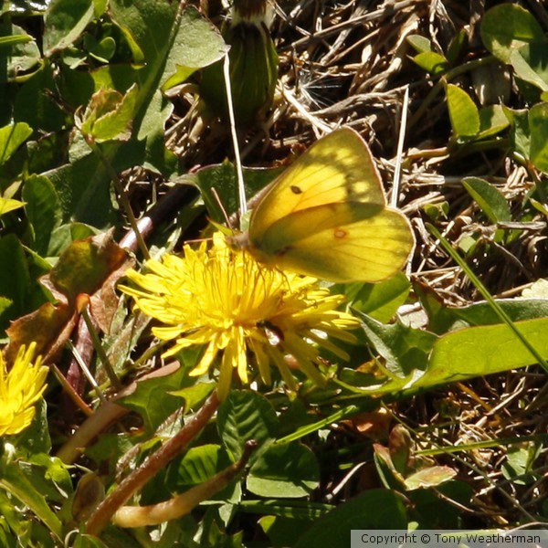 Buttercup butterflyne1106