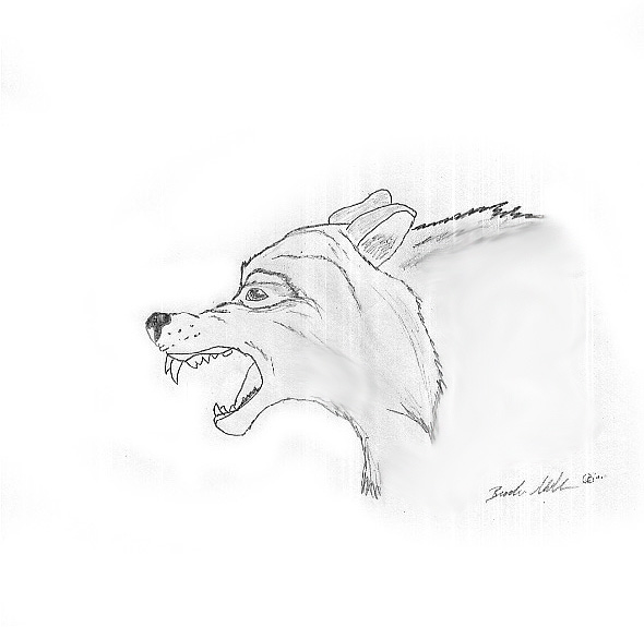 Wolf Fang