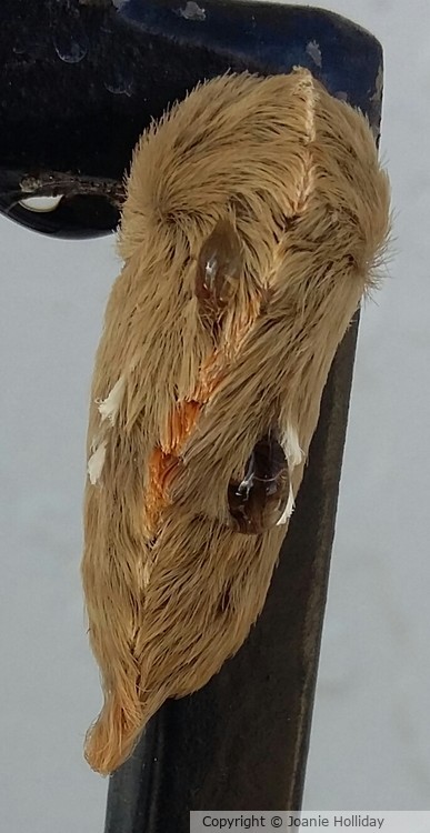 WHAT  IS IT?