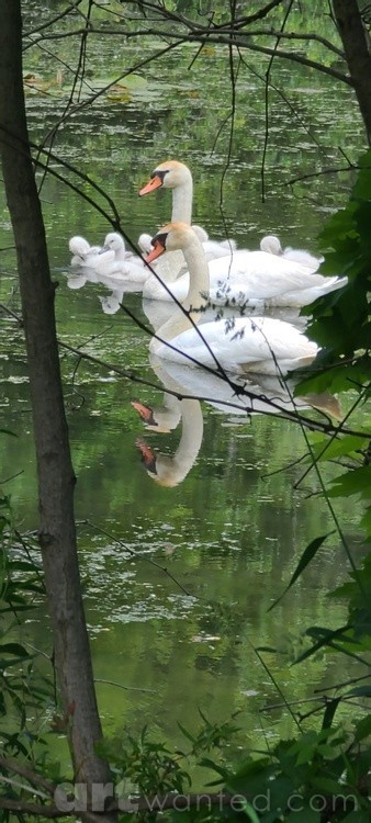 SWANS