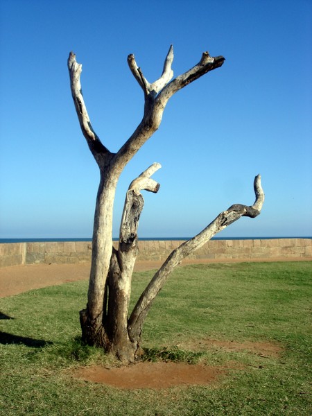 WOODDY