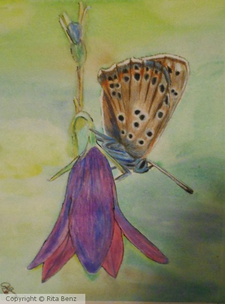 Butterfly - brown morpho