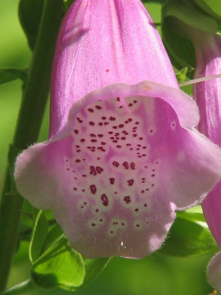 fox glove