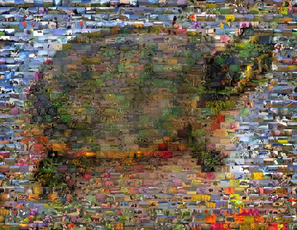 Land or Sea Turtle Wild Animal Mosaic