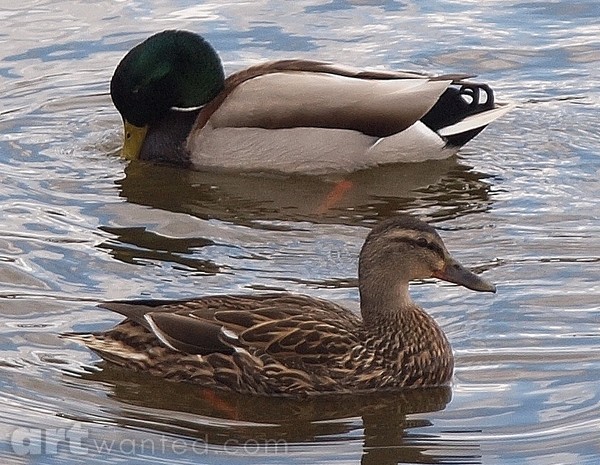 RESTING BEFORE THE NESTING