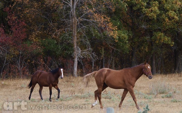 FALL TIME HORSES