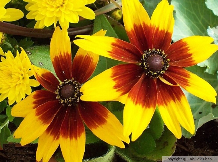 Rudbeckia hirts var.pulcherima, Wayland, MA, USA,  10-08-2023