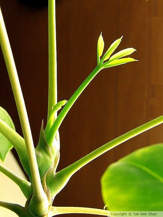 A new branch of Fortune Tree (Pachira aquatica), HB, 05-27-2023