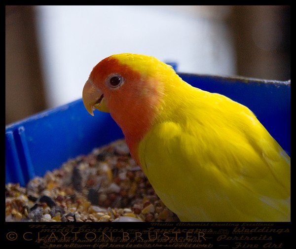 Aviary Art