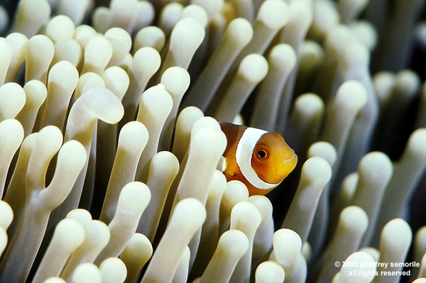 NEMO'S FOREST