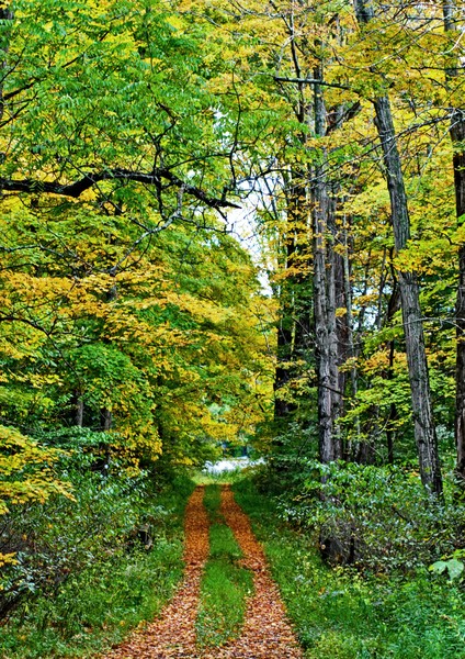 Stocks State Forest