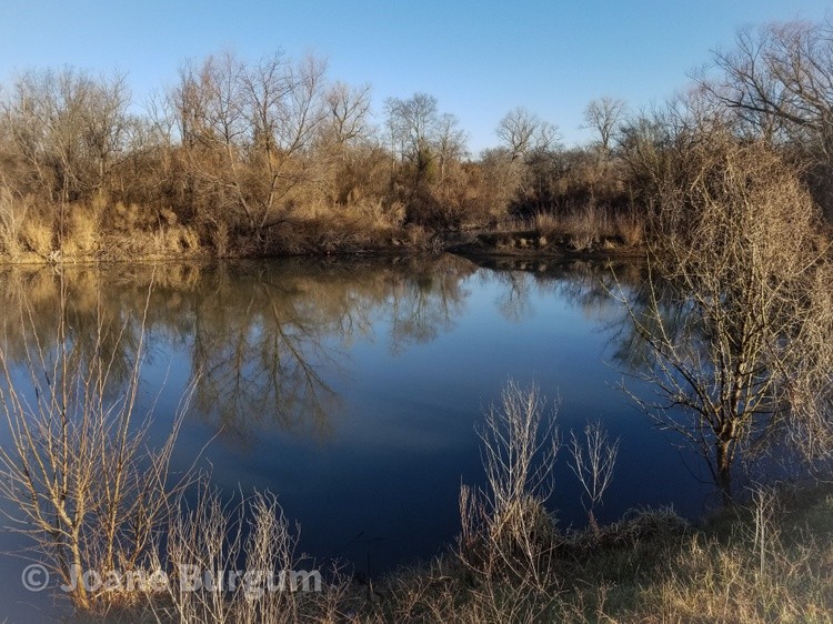 Brush Pond