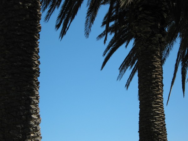 Palm trees